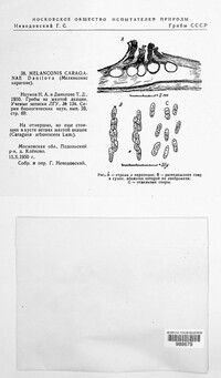 Image of Melanconis caraganae